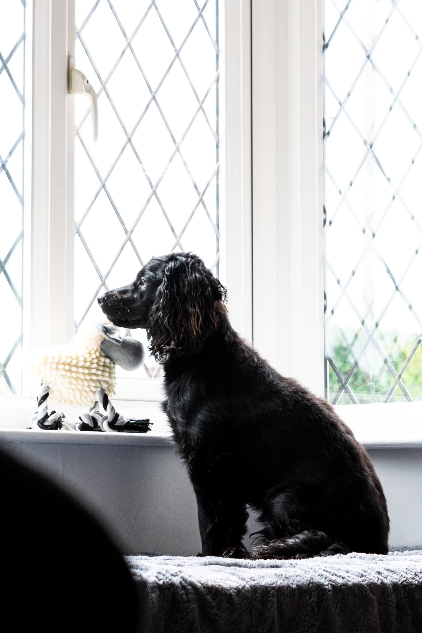 A dog looking out the window